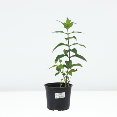 Flox blunt Tatyana, pot C2, 1 pc, summer 2024-2