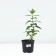 Flox blunt Tatyana, pot C2, 1 pc, summer 2024