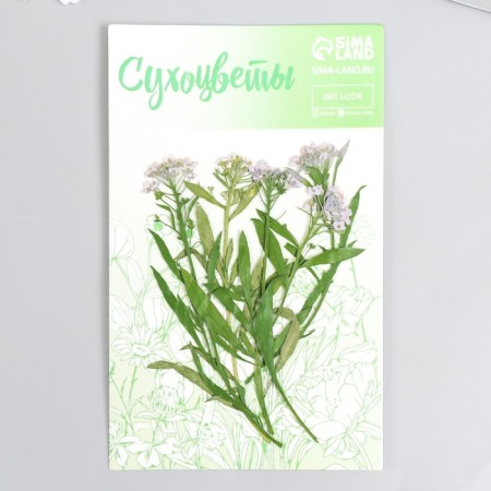 Sukhotzet "meadow flower" lilac h = 5-8 cm-3