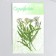 Sukhotzet "meadow flower" lilac h = 5-8 cm