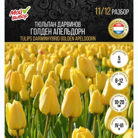 Tulip Darwinov Golden Apeldorn, rr 11/12, 5 pcs, autumn 2024-2