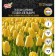Tulip Darwinov Golden Apeldorn, rr 11/12, 5 pcs, autumn 2024