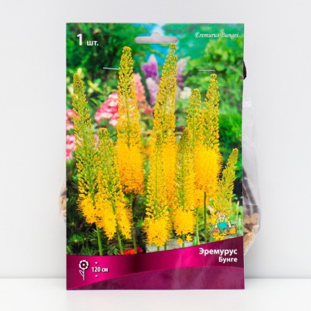 Eremurus Bunge, 1 pc, rr I, spring 2025