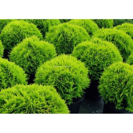 Thuja western Danika, C5 pot, H25-30, 1 pc, summer 2024
