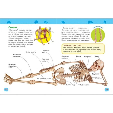 Encyclopedia for kindergarten "Human Body"-4