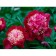 PION Milk -flowered volume tom Kat, pot C3, 1 pc, summer 2024