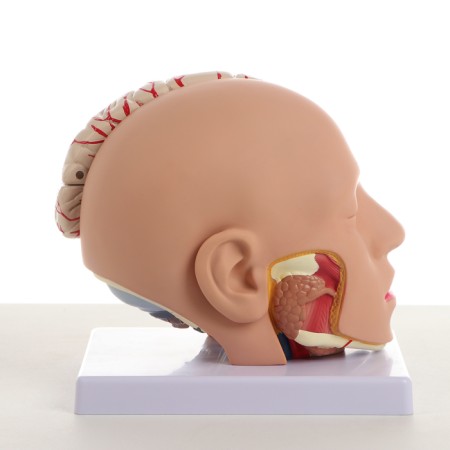Model "Human Head" collapsible, 20x20x15cm-3