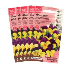 Flower seeds Violet 