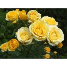 Seedling rose spray 