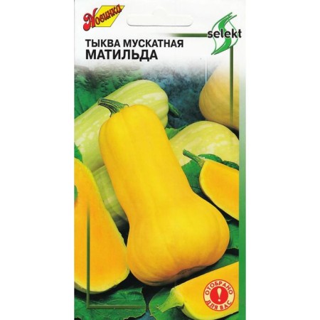 Muscular pumpkin seeds "Matilda" Select, 10 pcs-2