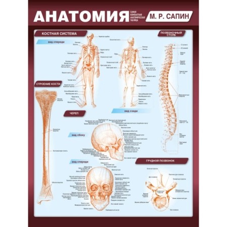 Anatomy. The most compact anatomical table. Sapin M.R.