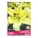 Lilies from hybrids Barut, 14/16 rr, 2 pcs. 105 h (cm), autumn 2024