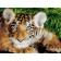 Diamond mosaic 30 × 40 cm, (full filling) “Blue -eyed tiger”