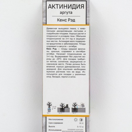 Actinidia Argut "Kens Red", 1 pc, tube, spring 2025-1