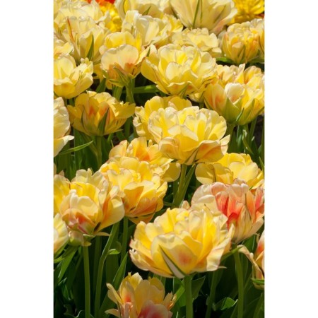 Tulip Terry Akebono, rr 12+, 3 pcs, economy, autumn 2024