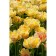 Tulip Terry Akebono, rr 12+, 3 pcs, economy, autumn 2024