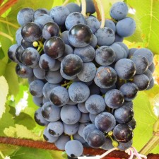 Grapes seeder 
