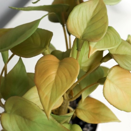 Bonsai in the pot "Singonium premium" (soft sheet) 15x7 cm, mix-1