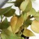 Bonsai in the pot "Singonium premium" (soft sheet) 15x7 cm, mix