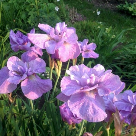 Iris Siberian Imperial Opal, Rr. I, 1 pc, spring 2025