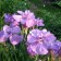 Iris Siberian Imperial Opal, Rr. I, 1 pc, spring 2025