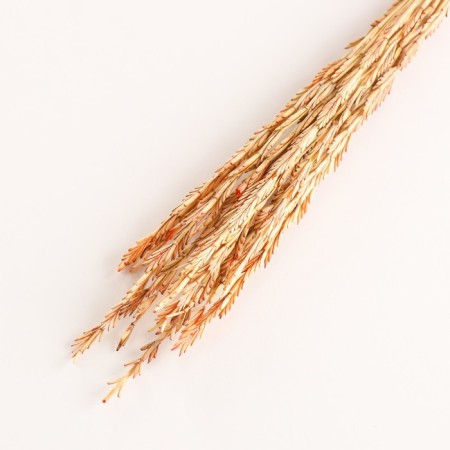 Set of dried flowers "Raigrace", banch 21 pcs, length 60 (+/- 6 cm), orange-2