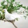 A bird for decoration and floristry, on the clothespin, white, plastic, 1 pc., 8 x 8 cm
