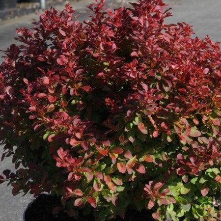 Barbaris Red compact, P9 pot, summer 2024