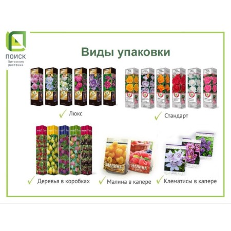 Ezhemalina (Black Blackberry) "Boznberry (Raspberry X Black Blekeeping)" 1 pc, tube, spring 2025-1