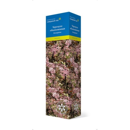 Cheremukha ordinary (series North Garden) "Colorata", 1 pc, tube, spring 2025-2
