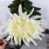 Artificial flowers "Pionovid Astra" 17x63 cm, white