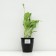 Hybrid Hoste "Emerald Tiara", pot C2, 1 pc, spring 2024