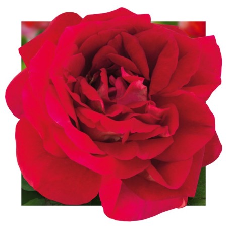 Saphenet Rosa Caravel Spring 2024, 1 pc.