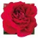 Saphenet Rosa Caravel Spring 2024, 1 pc.