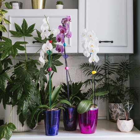 Pot for orchids, 2 l, 14.8 × 16.2 cm, round, plastic, transparent raspberry-3