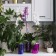 Pot for orchids, 2 l, 14.8 × 16.2 cm, round, plastic, transparent raspberry