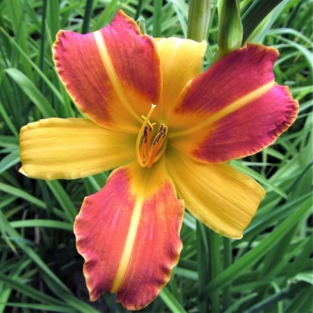 Lileynik France Hals seedling, P9 pot, summer 2024