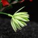 A set of artificial plants for the aquarium (2 pcs), 20 cm