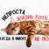 Rug for a bowl “Not a simple cat’s life”, 43x28 ​​cm