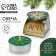 Tea candle, New Year's "Emerald Fairy Tale", without aroma, d = 4 cm