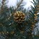Garland coniferous "Winter Fairy Tale with Golden cones" D-32 cm, dl. 270 cm