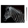 Big engraving "Zebra"