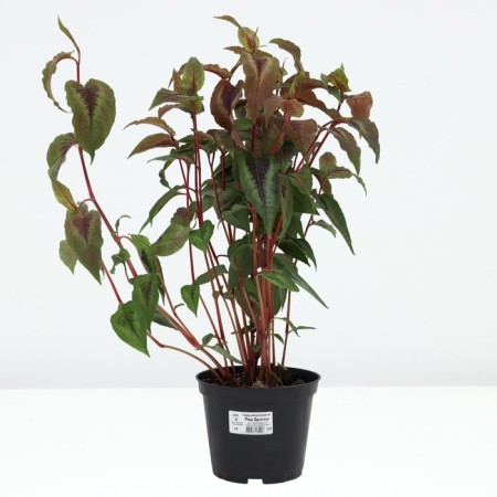 Highlander small -headed red dragon, pot C2, 1 pc, summer 2024-2