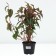 Highlander small -headed red dragon, pot C2, 1 pc, summer 2024