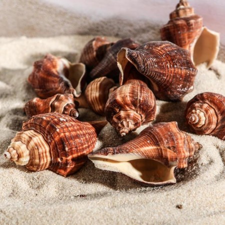 Set of shells, 5 - 7 cm, 100 g