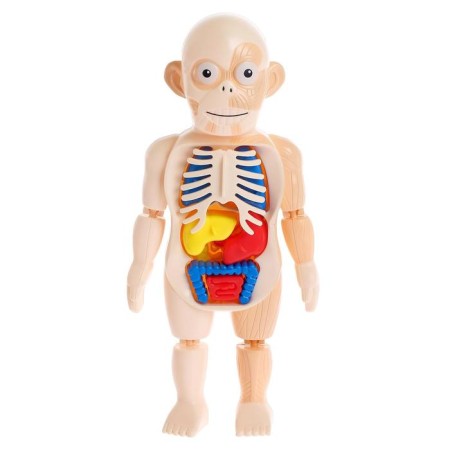 Набор для опытов «Мое удивительное тело»-1