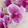 Artificial flowers "Tiger orchid" 90 cm, white-lilac