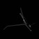 The floor lamp ST LUCE. SL305.405.03. SPRUZZO. 3x60 watts, E27, 155x155x205 cm, black color