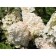 Hydrangea blizzard yunik, s3 pot, H10-50 height, 1 pc, summer 2024