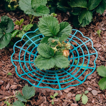 Builder for strawberries, d = 30.5 cm, plastic, green-7